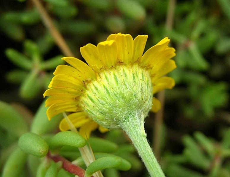 Cota tinctoria / Camomilla per tintori